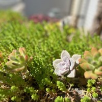 IMG_2672
