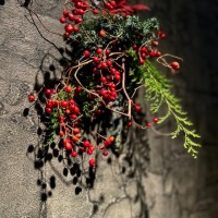 IMG_7124