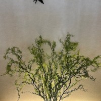 IMG_7696