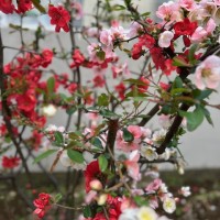 IMG_7701
